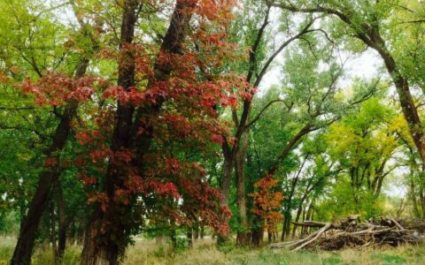 美国eb1c移民火了！想方设法也要移民的背后故事