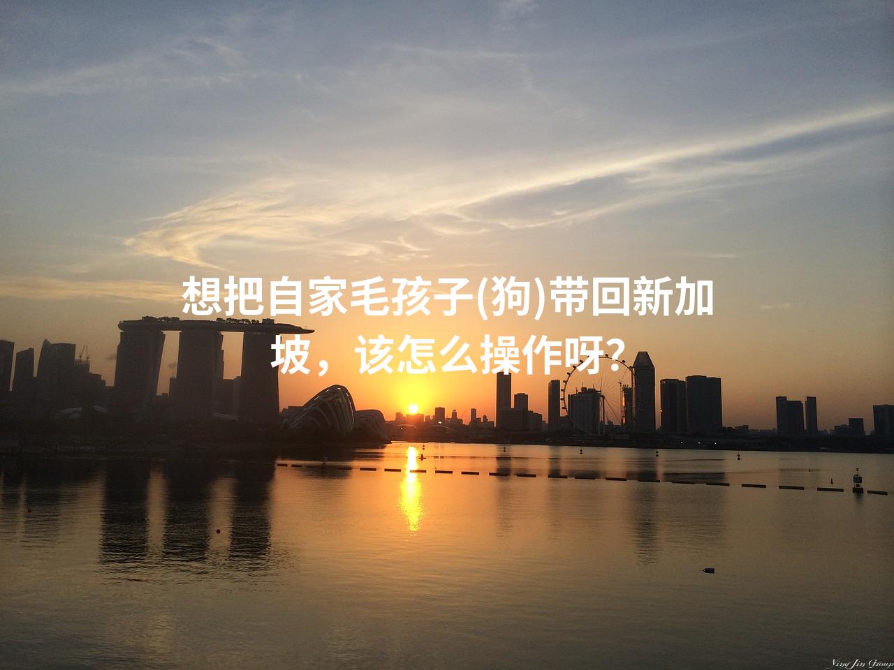 想把自家毛孩子(狗)带回新加坡，该怎么操作呀？